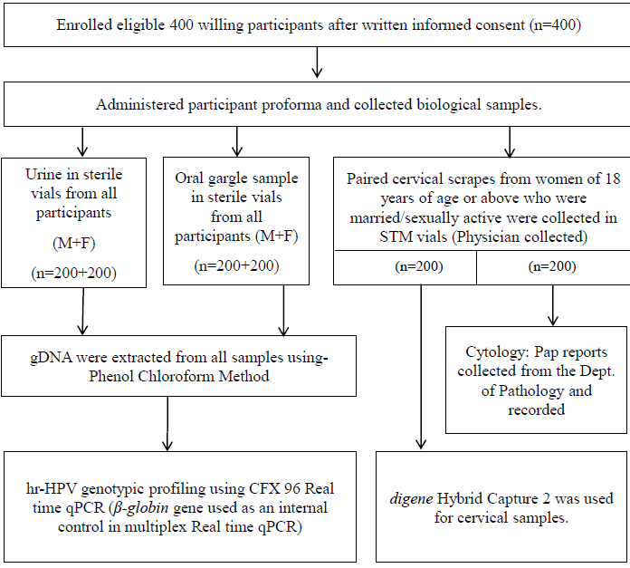 Study algorithm.