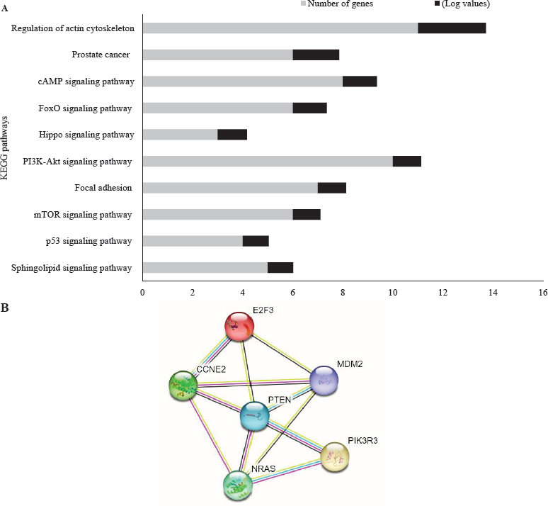 (A) KEGG pathway analysis of miR-363 target genes as predicted by in silico tools. Potential target genes are involved in prostate cancer pathway. (B) The target genes (E2F3, MDM2, CCNE2, PTEN, and NRAS) association using String database with a enrichment value 0.00171. The stronger association and combination is shown by more number of colored line. KEGG, Kyoto encyclopedia of genes and genome.