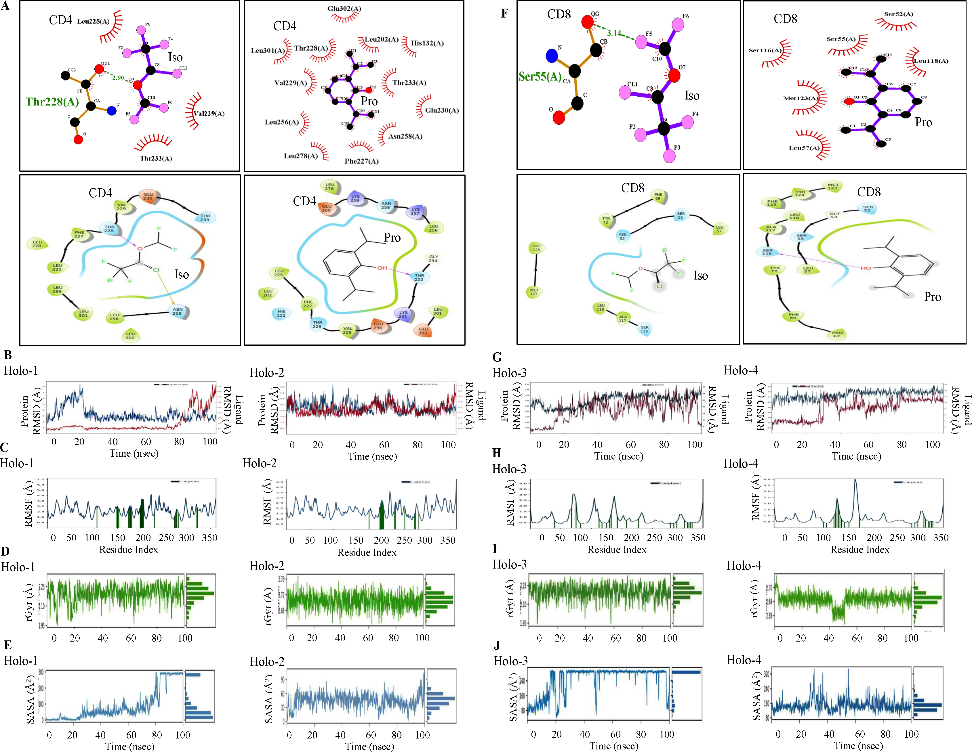 Molecular docking and molecular dynamic (MD) simulations of Iso and Pro with CD4 and CD8. Intermolecular hydrogen bonding, electrostatic and hydrophobic interactions formed between (A) CD4-Iso/ Pro; (F) CD8-Iso/ Pro complex; MD simulation of Iso and Pro with CD4 and CD8. Conformational stability of Apo (blue) and Holo (red) states of CD4 and CD8 proteins throughout 100 nanoseconds (ns) time period of MD simulations as evidenced by Holo-1, -2, -3, and -4 profile of MDS backbone- (B and G) RMSD; (C and H) Cα-RMSF (protein residues that may interact with the ligand were marked with green-colored vertical bars); (D and I) rGyr; and (E and J) SASA analysis. Iso: isoflurane; Pro: propofol; Holo1, CD4-isoflurane complex; Holo-2, CD4-propofol complex; Holo-3, CD8-isoflurane complex; Holo-4, CD8- propofol complex; rGyr: radius of gyration, SASA: solvent accessible surface analysis.