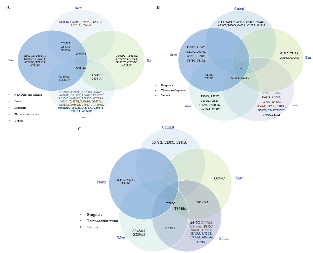 Distribution of HPV16 non-synonymous variations within different regions of India (A) L1 variations, (B) E6 variations, and (C) E7 variations (different colors in text represents different locations from the same region).