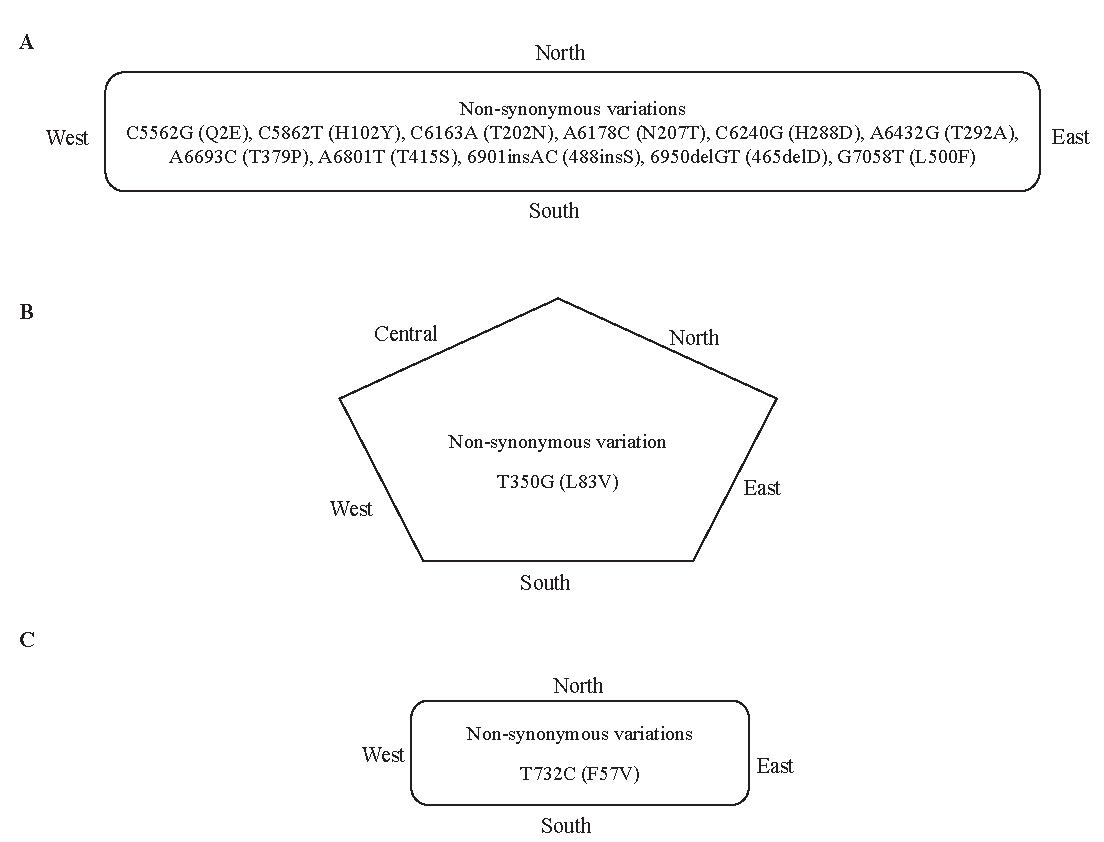 Common variations found in different regions of India (A) L1 variations, (B) E6 variations, and (C) E7 variations.