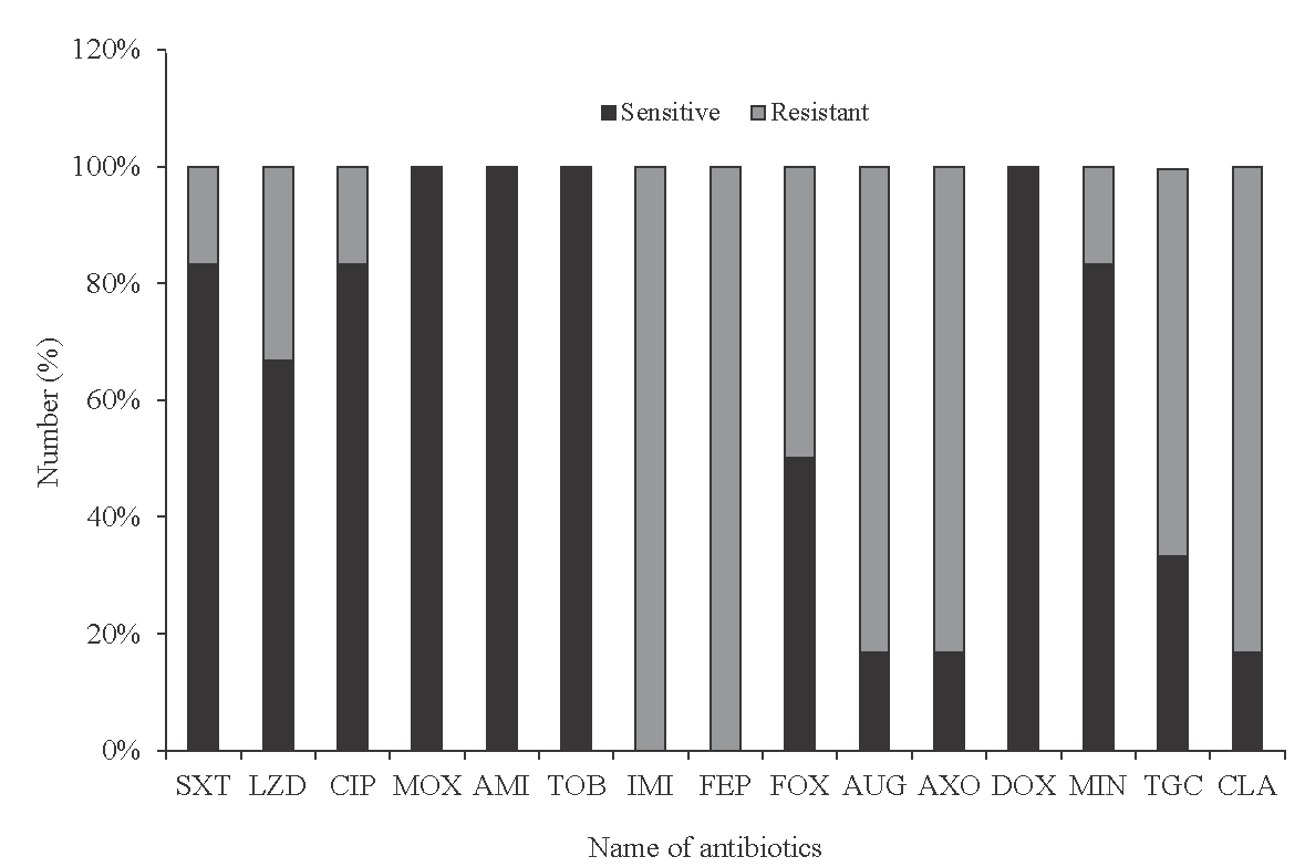 Antibiotic sensitivity and resistance pattern chart of isolated Rapid Grower Mycobacteria against different antibiotics. SXT, cotrimoxazole; LZD, linezolid; CIP, ciprofloxacin; IMI, imipenem; MXF, moxifloxacin; FEP, cefepime; FOX, cefoxitin; AUG, coamoxiclav; AMI, amikacin; AXO, ceftriaxone; DOX, doxycycline; MIN, minocycline; TGC, tigecycline; CLA, clarithromycin; TOB, tobramycin.