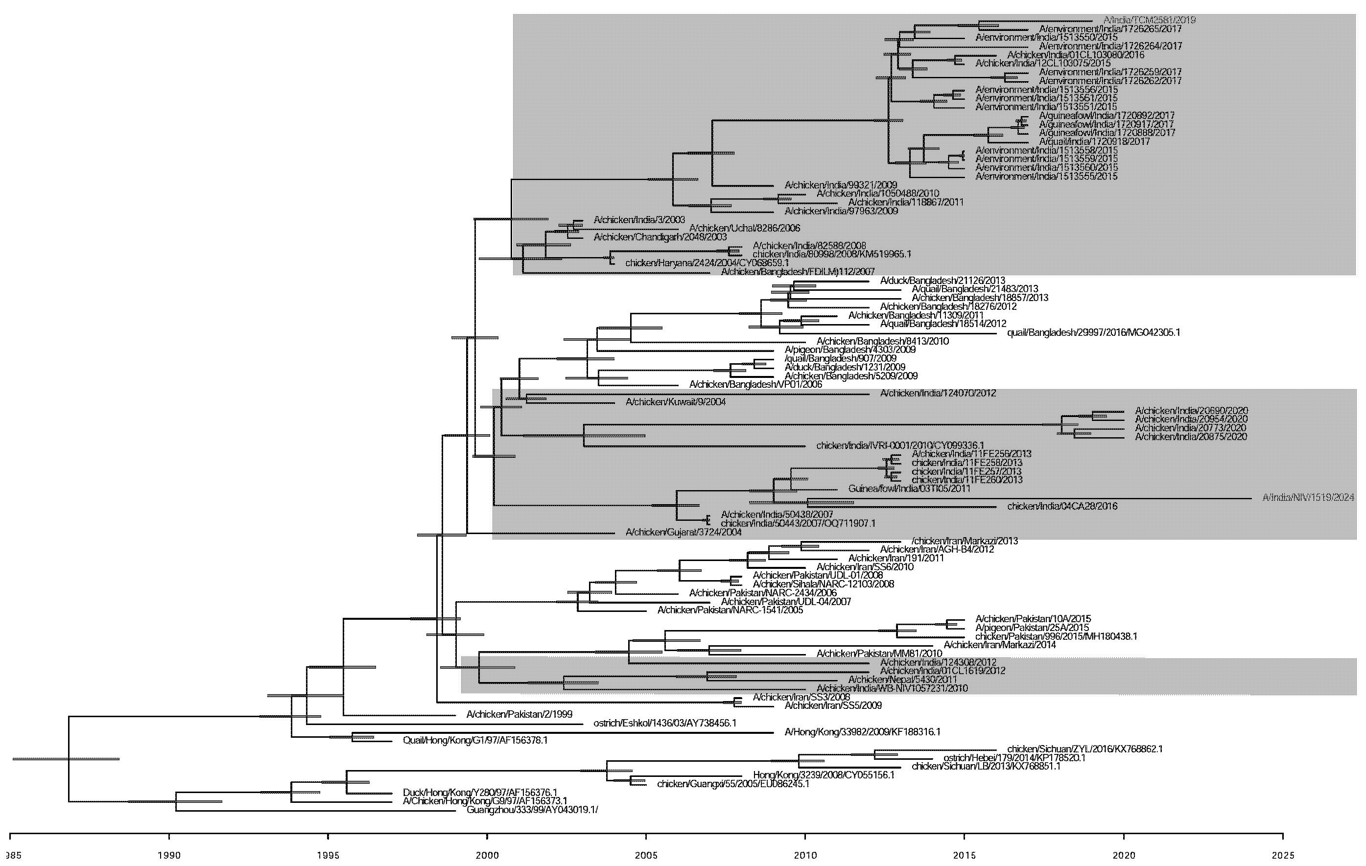 Bayesian evolutionary tree of Influenza A(H9N2) virus based on the nucleotide sequence of the HA gene. The study virus A/India/1519/2024 (H9N2) is marked with purple colour. The evolutionary years are noted for the node. The Indian poultry strains of H9N2 show three clusters of multiple introductions based on the HA gene, highlighted with a grey shade. Bayesian evolutionary analyses were performed using BEAST version 2.7.6 software.