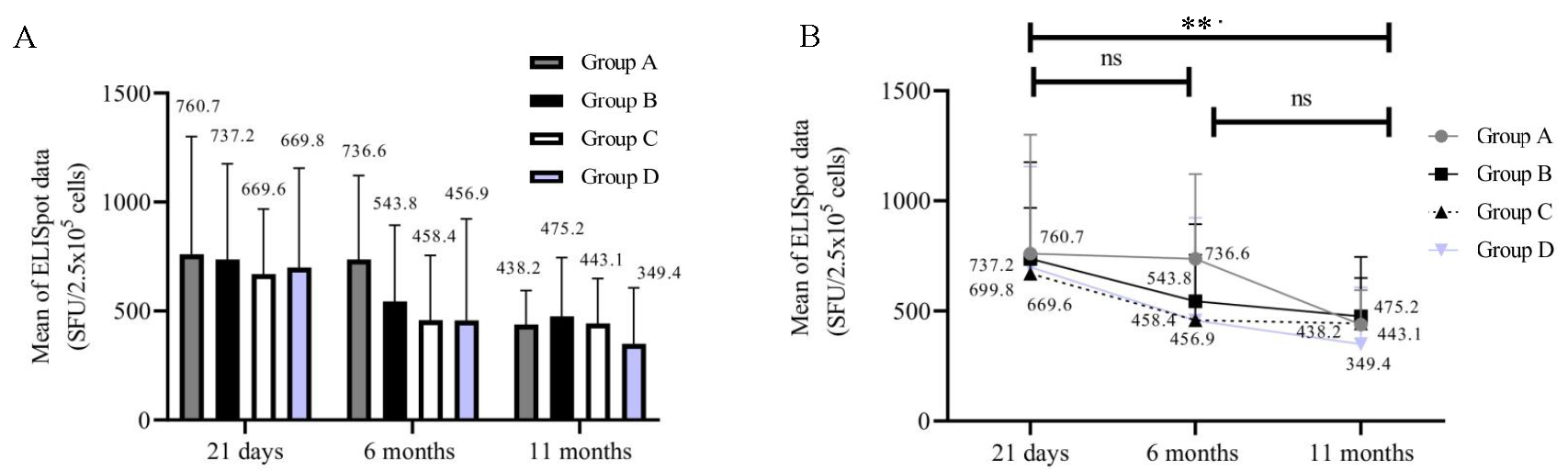 ELISpot (SFU/2.5 X 105). The X-axis represents three time points (21 days, 6 months, and 11 months) Y-axis represents the ELISpot data in (SFU/2.5 X 105). (A) T-cells producing IFN-γ in groups at 3 time points (n=46). (B) ELISpot data in individual group of participants (n=46).