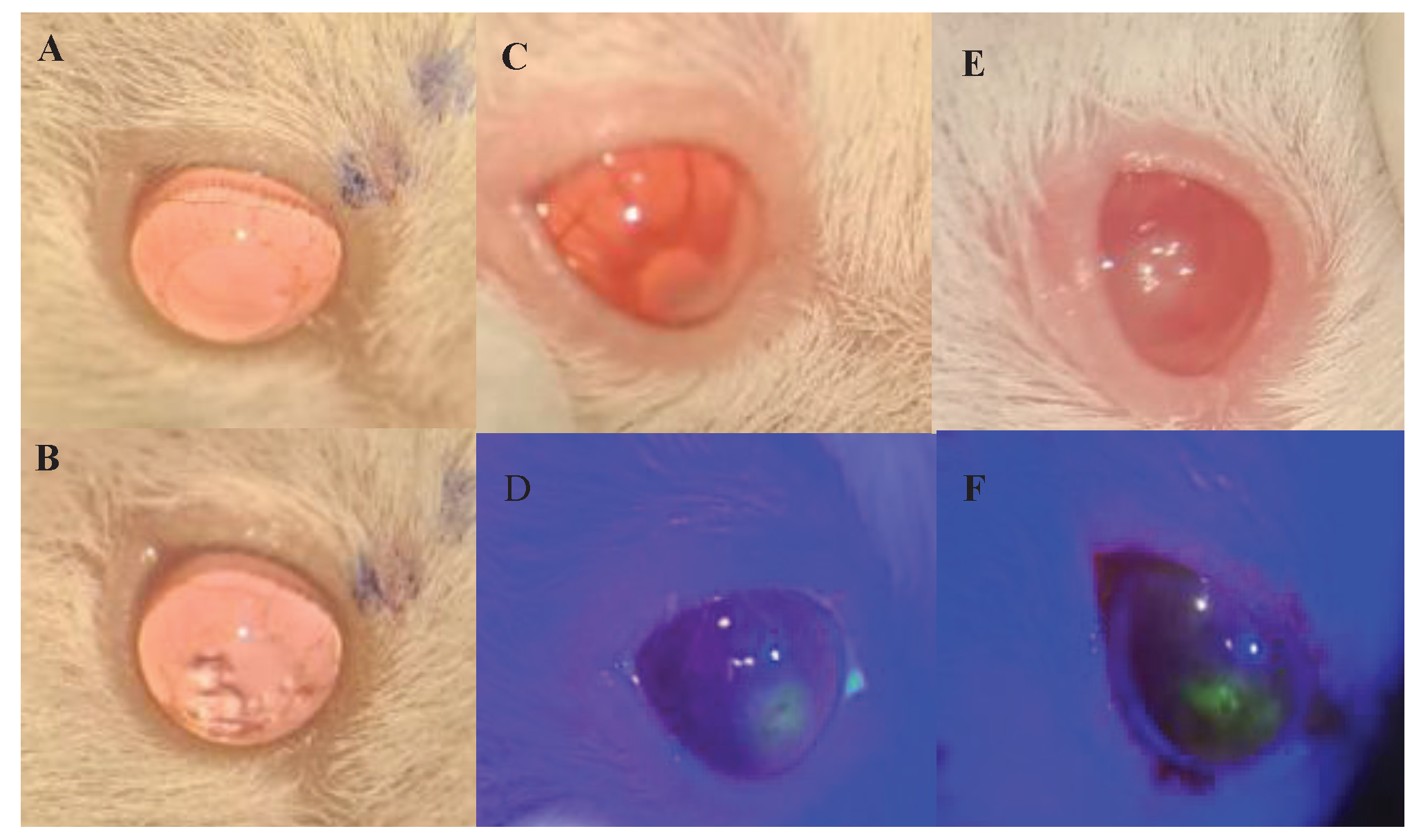 Ocular Examination and Induction of Pseudomonas aeruginosa Keratitis. (A) Naïve (uninfected) mouse eyes. (B) Corneal epithelial abrasion (∼1 mm) made with a 26-gauge needle, followed by topical inoculation with Pseudomonas aeruginosa (Day 1). (C–D) Day 1 post-infection: fluorescein-stained images under a surgical microscope and cobalt blue filter. (E–F) Day 2 post-infection: corresponding fluorescein and cobalt blue images showing progression of infection. Progressive changes include lid edema, conjunctival hyperaemia, enlarged epithelial defects, and stromal edema.